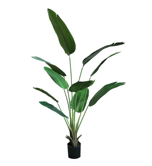 BANANA TREE NP1411_160  ΥΨΟΣ 160cm NewPlan - NewPlan |  Λουλούδια στο espiti BANANA TREE NP1411_160  ΥΨΟΣ 160cm NewPlan - NewPlan |  Λουλούδια στο espiti