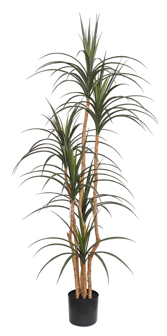 DRACAENA  NP_325_180  ΥΨΟΣ 180cm NewPlan - NewPlan |  Λουλούδια στο espiti DRACAENA  NP_325_180  ΥΨΟΣ 180cm NewPlan - NewPlan |  Λουλούδια στο espiti