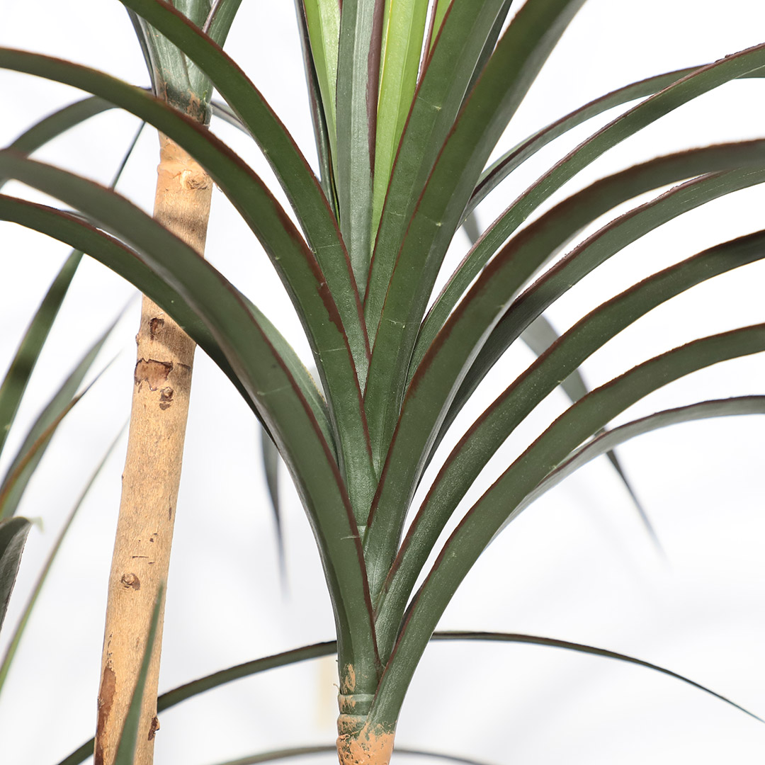 DRACAENA  NP_325_180  ΥΨΟΣ 180cm NewPlan - NewPlan |  Λουλούδια στο espiti DRACAENA  NP_325_180  ΥΨΟΣ 180cm NewPlan - NewPlan |  Λουλούδια στο espiti