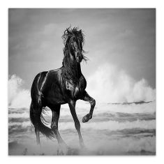 Πίνακας σε καμβά "Black Horse" Megapap ψηφιακής εκτύπωσης 60x60x3εκ. |  Πίνακες στο espiti