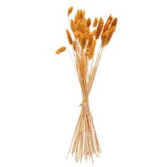 Beauty Home ΜΠΟΥΚΕΤΟ Phalaris ΜΟΥΣΤΑΡΔΙ 60cm – 50 ΤΜΧ       |  Λουλούδια στο espiti
