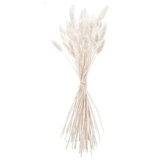 Beauty Home ΜΠΟΥΚΕΤΟ  Phalaris ΦΥΣΙΚΗ  60cm – 50 ΤΜΧ       |  Λουλούδια στο espiti