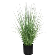ONION GRASS TREE  NP1009_60 ΥΨΟΣ 60cm NewPlan - NewPlan |  Λουλούδια στο espiti