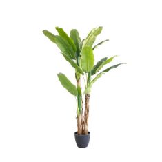BANANA TREE NP6327_180_22  ΥΨΟΣ 180cm NewPlan - NewPlan |  Λουλούδια στο espiti