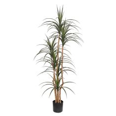 DRACAENA  NP_325_180  ΥΨΟΣ 180cm NewPlan - NewPlan |  Λουλούδια στο espiti