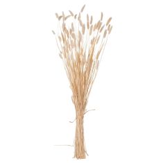 ΔΙΑΚΟΣΜΗΤΙΚΟ ΜΠΟΥΚΕΤΟ ΑΠΟΞΗΡΑΜΕΝΟ HM7959 RABBIT TAIL- CREAM 50gr 76Υεκ. |  Φυτά συνθετικά - Λουλούδια στο espiti