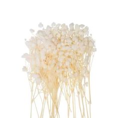 Beauty Home MINI ΓΥΨΟΦΙΛΗ 20 ΤΜΧ 5 CM       |  Φυτά συνθετικά - Λουλούδια στο espiti