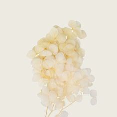 Beauty Home ΜΙΝI HYDRANGEA ΕΚΡΟΥ 7 cm x 8 cm       |  Λουλούδια στο espiti
