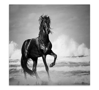 Πίνακας σε καμβά "Black Horse" Megapap ψηφιακής εκτύπωσης 60x60x3εκ. |  Πίνακες στο espiti