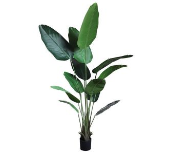 BANANA TREE NP1412_180  ΥΨΟΣ 180cm NewPlan - NewPlan |  Λουλούδια στο espiti