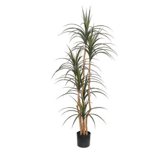 DRACAENA  NP_325_180  ΥΨΟΣ 180cm NewPlan - NewPlan |  Λουλούδια στο espiti