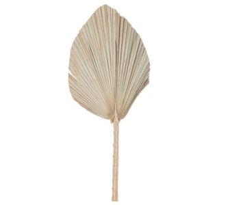 Beauty Home ΦΥΛΛΑ ΠΑΛΜΑ  60 x 30 cm       |  Διακοσμητκά στο espiti