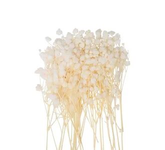 Beauty Home MINI ΓΥΨΟΦΙΛΗ 20 ΤΜΧ 5 CM       |  Φυτά συνθετικά - Λουλούδια στο espiti