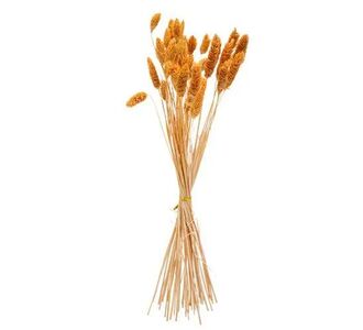 Beauty Home ΜΠΟΥΚΕΤΟ Phalaris ΜΟΥΣΤΑΡΔΙ 60cm – 50 ΤΜΧ       |  Φυτά συνθετικά - Λουλούδια στο espiti