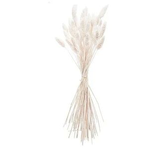 Beauty Home ΜΠΟΥΚΕΤΟ  Phalaris ΦΥΣΙΚΗ  60cm – 50 ΤΜΧ       |  Φυτά συνθετικά - Λουλούδια στο espiti