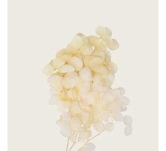 Beauty Home ΜΙΝI HYDRANGEA ΕΚΡΟΥ 7 cm x 8 cm       |  Φυτά συνθετικά - Λουλούδια στο espiti