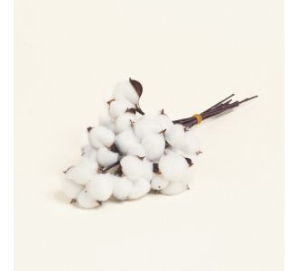 Beauty Home ΒΑΜΒΑΚΙ       |  Λουλούδια στο espiti