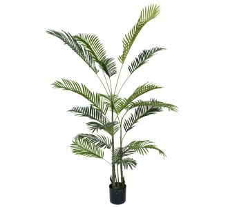 Διακοσμητικό φυτό Areca ΙΙΙ σε γλάστρα Inart πράσινο pp Υ180εκ |  Λουλούδια στο espiti