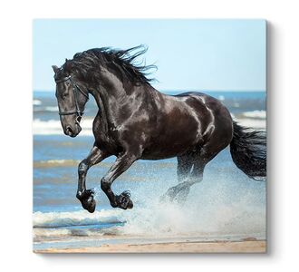 Πίνακας σε καμβά "Black Horse" Megapap ψηφιακής εκτύπωσης 60x60x3εκ. |  Πίνακες στο espiti