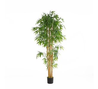 BAMBOO  NP0076_210 ΥΨΟΣ 210cm NewPlan - NewPlan |  Λουλούδια στο espiti