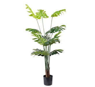 MONSTERA  NP6314_155_22   ΥΨΟΣ 155cm NewPlan - NewPlan |  Λουλούδια στο espiti
