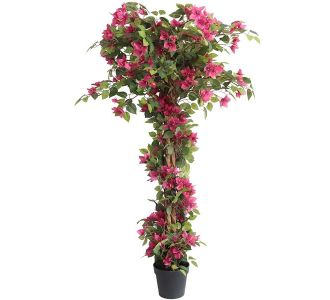 BOUGAINVILLEA  NP_34_160  ΥΨΟΣ 160cm NewPlan - NewPlan |  Λουλούδια στο espiti
