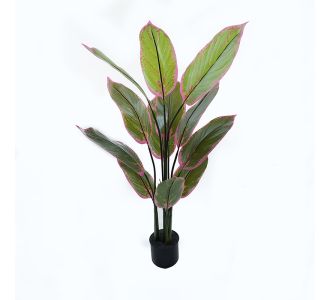 Διακοσμητικό φυτό σε γλάστρα Calathea Inart πράσινο Φ68x120εκ |  Λουλούδια στο espiti