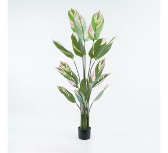 Διακοσμητικό φυτό σε γλάστρα Aglaonema Inart πράσινο Φ80x150εκ |  Λουλούδια στο espiti