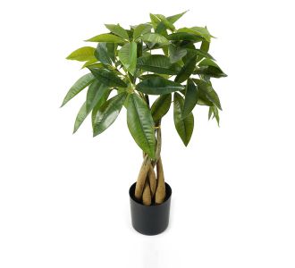 Διακοσμητικό φυτό σε γλάστρα Pachira Inart πράσινο Φ40x60εκ |  Λουλούδια στο espiti