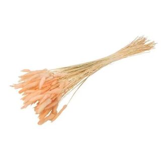 Beauty Home ΓΑΤΑΚΙΑ LAGURUS ΡΟΖ 75CM 50ΤΜΧ       |  Φυτά συνθετικά - Λουλούδια στο espiti