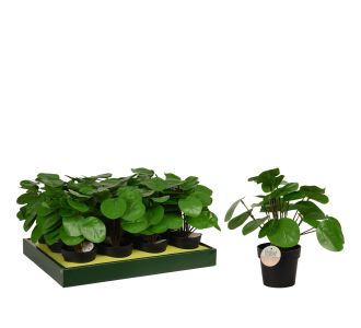 Φυτό Τεχνητό ArteLibre Pilea 25cm Μαύρο Σε Μαύρο Γλαστράκι 98x85mm 06350642 ArteLibre |  Φυτά συνθετικά - Λουλούδια στο espiti