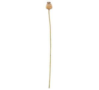 Κλαδί Σενέκιο ArteLibre Τεχνητό Καφέ 55cm 05161216 ArteLibre |  Φυτά συνθετικά - Λουλούδια στο espiti