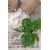 Χαλί Allure 17495 157 Royal Carpet - 160 x 160 cm |  Χαλιά Σαλονιού  στο espiti