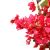 BOUGAINVILLEA  NP0421_210  ΥΨΟΣ 210cm NewPlan - NewPlan |  Λουλούδια στο espiti