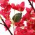 BOUGAINVILLEA  NP0421_210  ΥΨΟΣ 210cm NewPlan - NewPlan |  Λουλούδια στο espiti