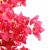 BOUGAINVILLEA  NP0422_170  ΥΨΟΣ 170cm NewPlan - NewPlan |  Λουλούδια στο espiti
