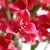 BOUGAINVILLEA  NP_70_120  ΥΨΟΣ 120cm NewPlan - NewPlan |  Λουλούδια στο espiti