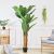 BANANA TREE NP6327_180_22  ΥΨΟΣ 180cm NewPlan - NewPlan |  Λουλούδια στο espiti