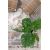 Χαλί Allure 17495 157 Royal Carpet - 240 x 300 cm |  Χαλιά Σαλονιού  στο espiti