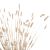 ΔΙΑΚΟΣΜΗΤΙΚΟ ΜΠΟΥΚΕΤΟ ΑΠΟΞΗΡΑΜΕΝΟ HM7959 RABBIT TAIL- CREAM 50gr 76Υεκ. |  Λουλούδια στο espiti