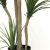 DRACAENA  NP_28_155  ΥΨΟΣ 155cm NewPlan - NewPlan |  Λουλούδια στο espiti
