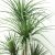DRACAENA  NP_28_155  ΥΨΟΣ 155cm NewPlan - NewPlan |  Λουλούδια στο espiti