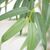 BAMBOO  NP5801_150_22_UV   ΥΨΟΣ 150cm NewPlan - NewPlan |  Φυτά συνθετικά - Λουλούδια στο espiti