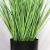 ONION GRASS TREE  NP1011_120 ΥΨΟΣ 120cm NewPlan - NewPlan |  Φυτά συνθετικά - Λουλούδια στο espiti
