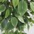 FICUS TREE NP0078_120   YΨΟΣ 120cm NewPlan - NewPlan |  Φυτά συνθετικά - Λουλούδια στο espiti