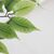 FICUS TREE NP0078_120   YΨΟΣ 120cm NewPlan - NewPlan |  Φυτά συνθετικά - Λουλούδια στο espiti